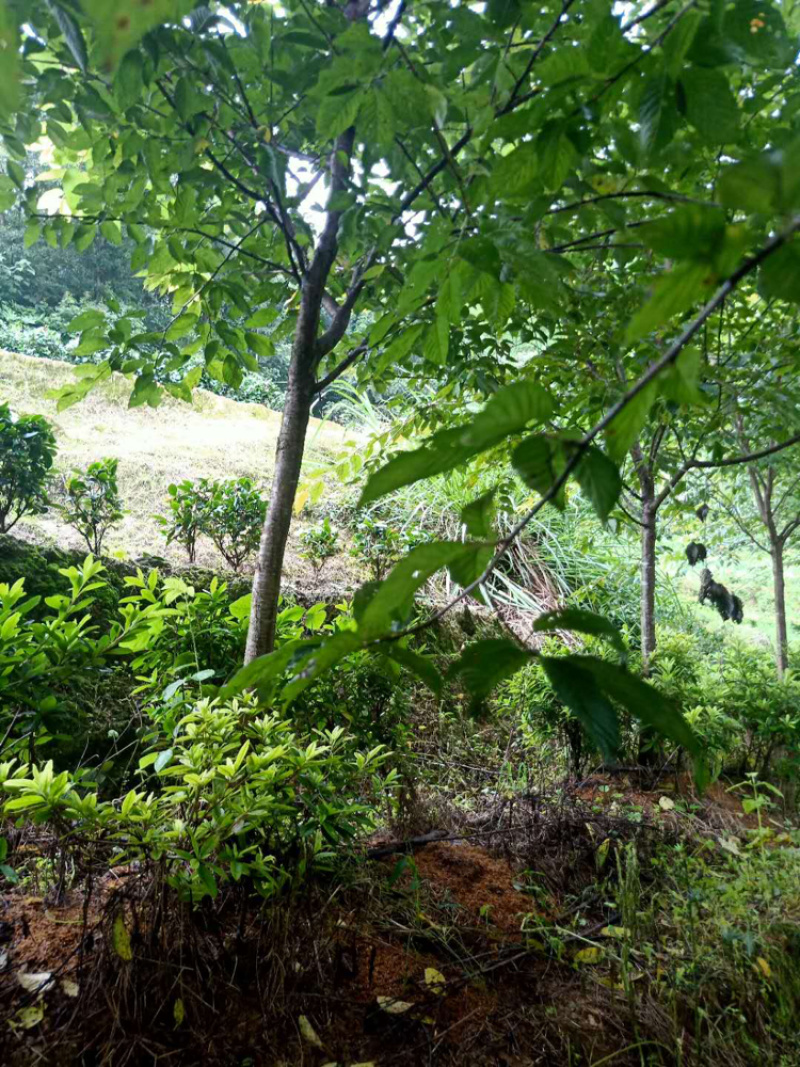 福建山樱花