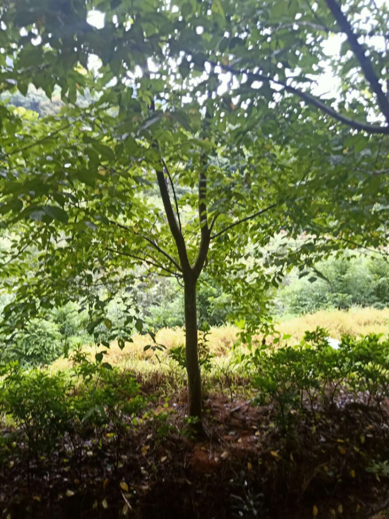 福建山樱花