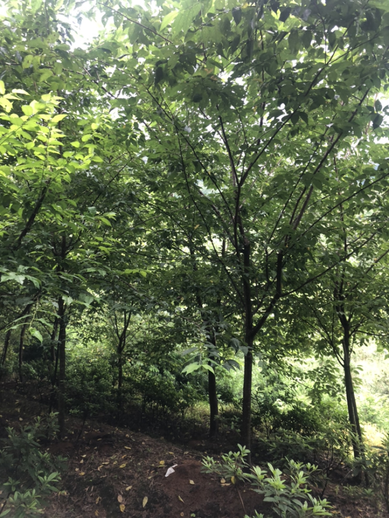 福建山樱花