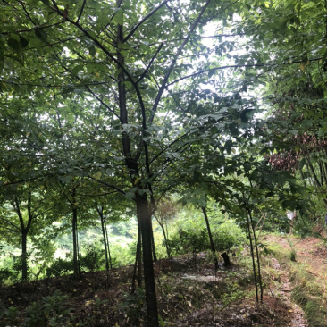 福建山樱花