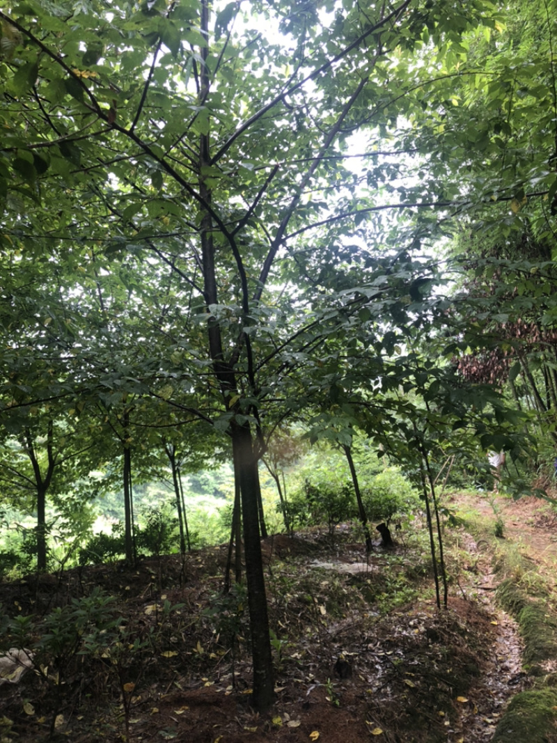 福建山樱花