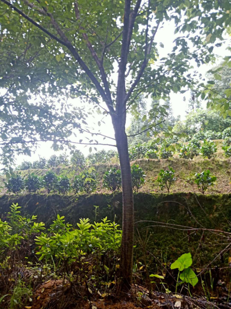 福建山樱花