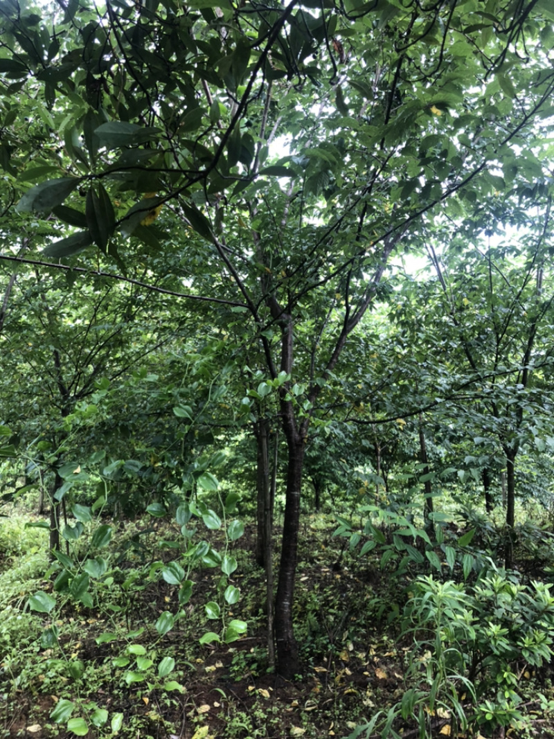 福建山樱花