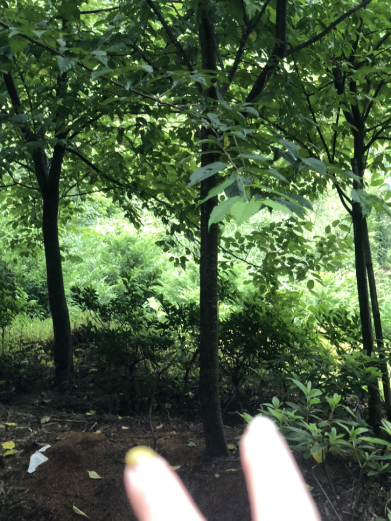福建山樱花