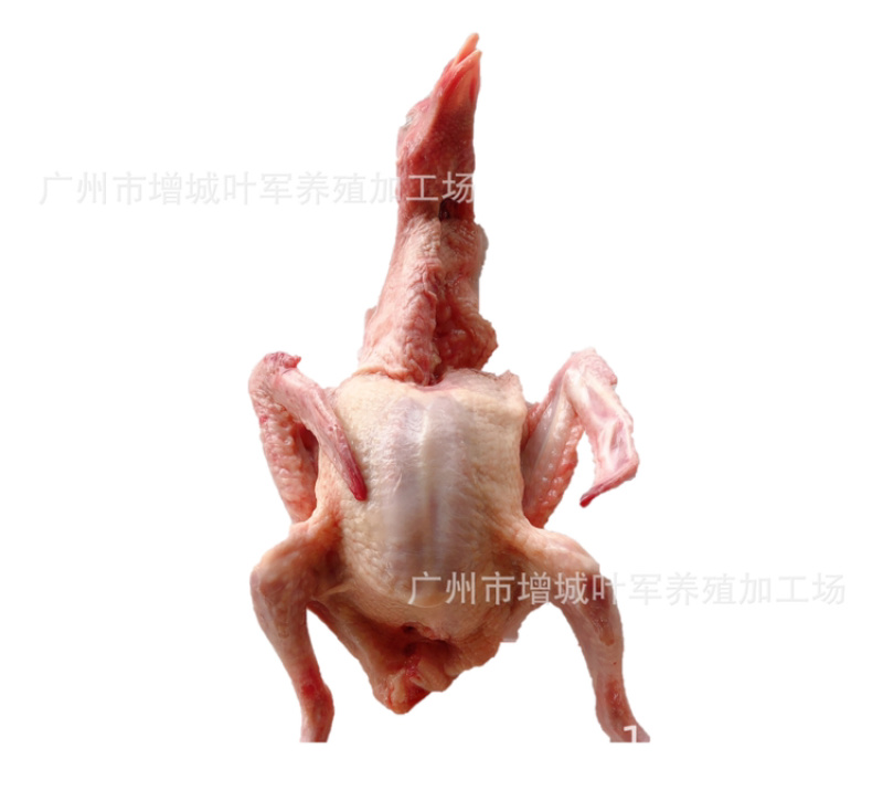 新鲜乳鸽、鸽子、肉鸽真空包装5只起批250g-300g