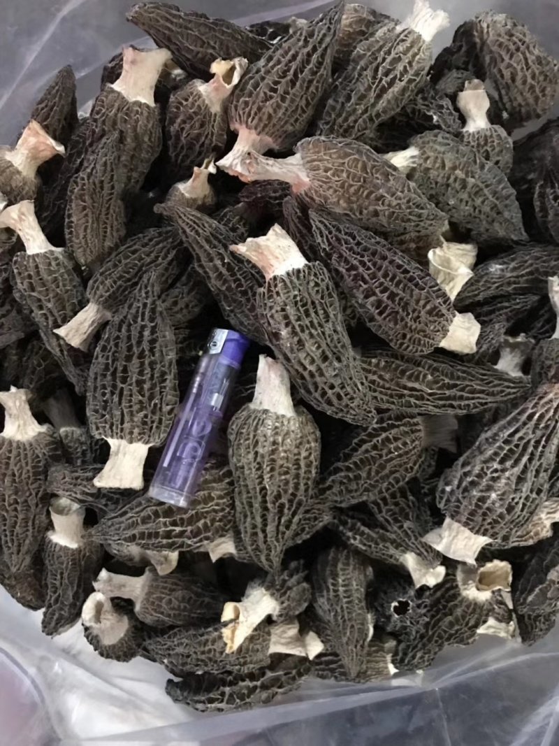 头茬羊肚菌