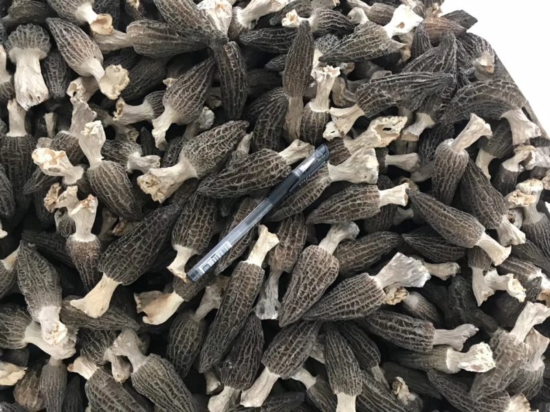 头茬羊肚菌