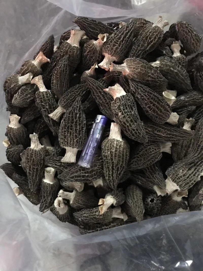 头茬羊肚菌