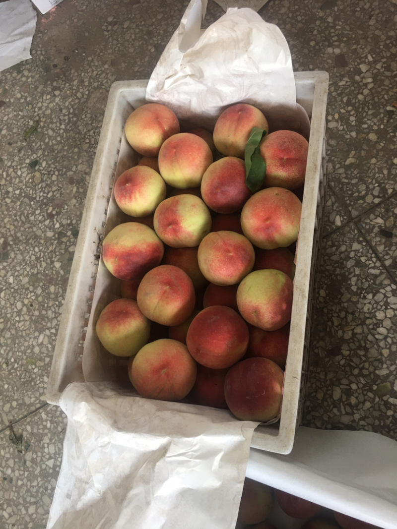 安徽砀山水蜜桃🍑，每年7月上市