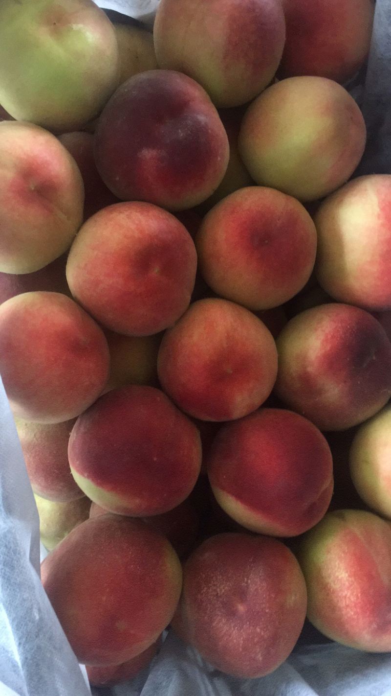 安徽砀山水蜜桃🍑，每年7月上市