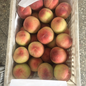 安徽砀山水蜜桃🍑，每年7月上市