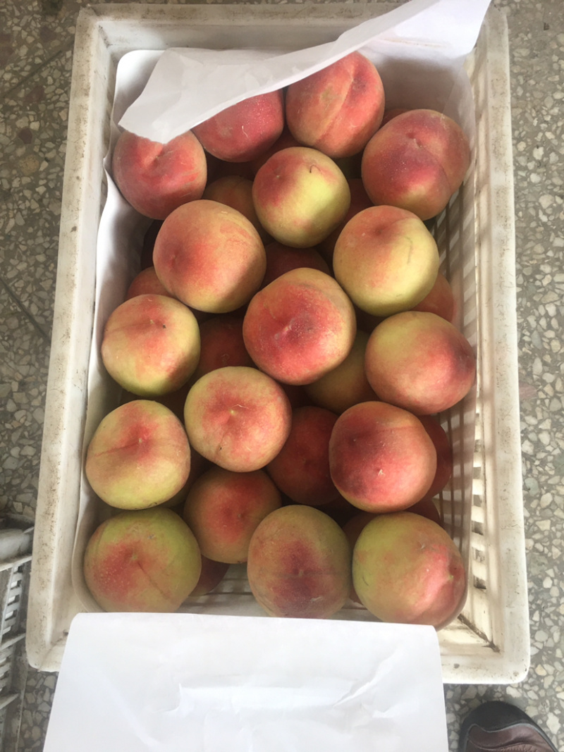 安徽砀山水蜜桃🍑，每年7月上市