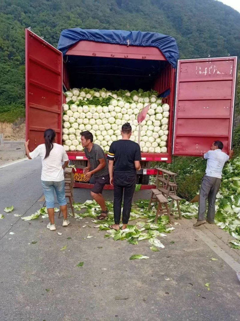精品高山黄心山地王大白菜，支持打钱发货，可视频看货
