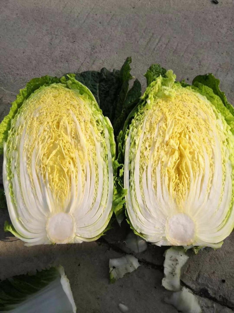 精品高山黄心山地王大白菜，支持打钱发货，可视频看货