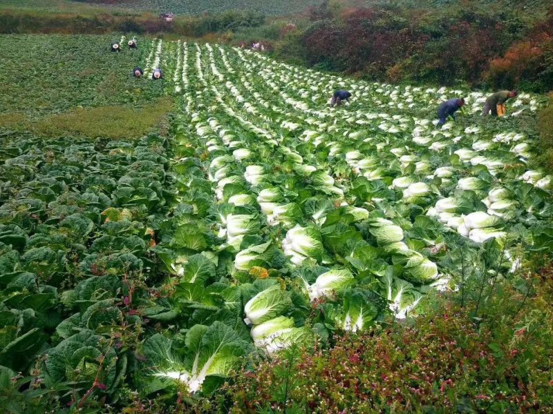 精品高山黄心山地王大白菜，支持打钱发货，可视频看货