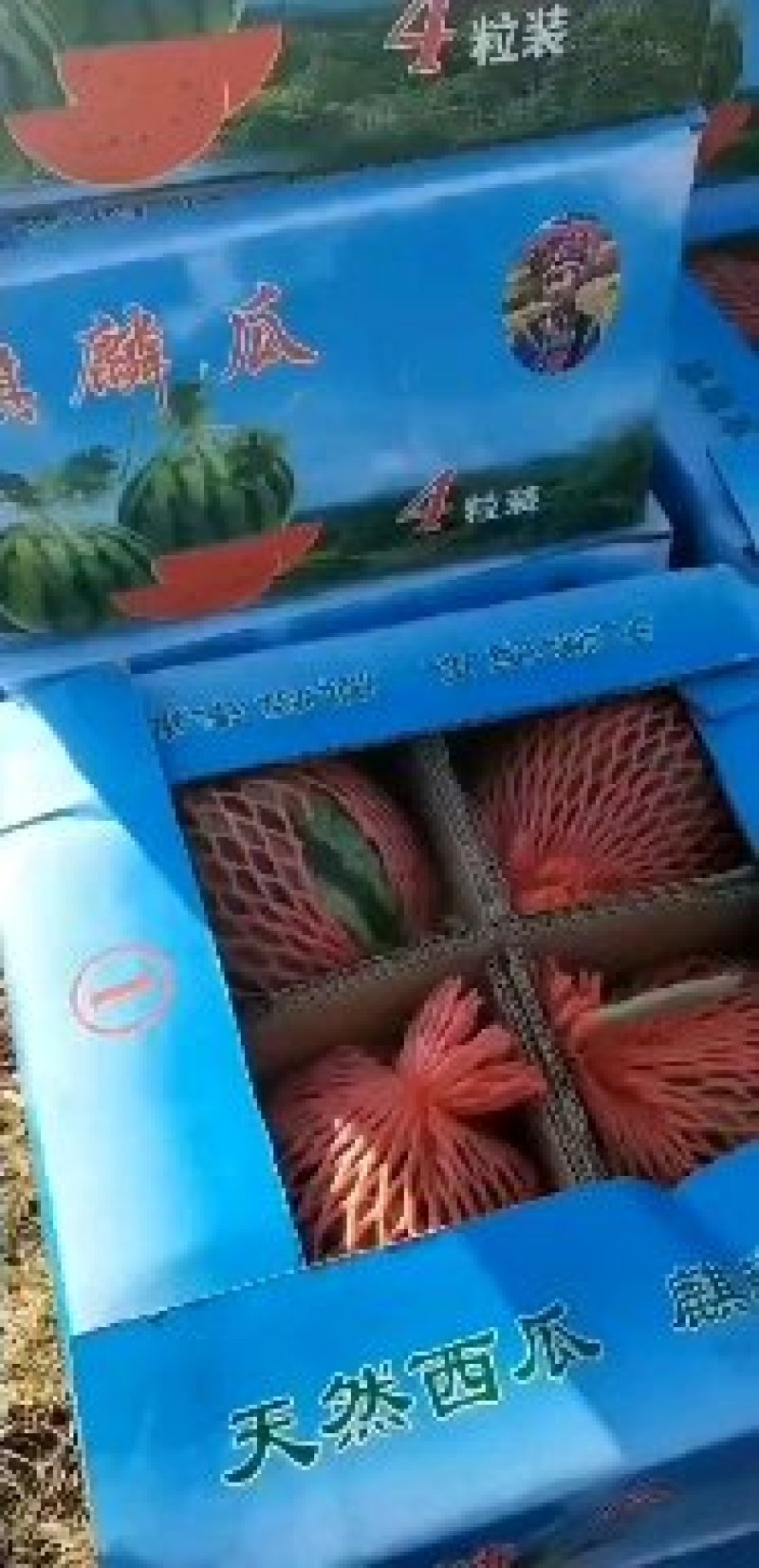 精品美都西瓜大量供应品质好价格合理