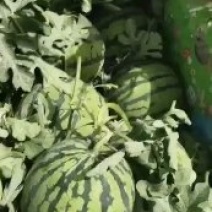 精品美都西瓜大量供应品质好价格合理