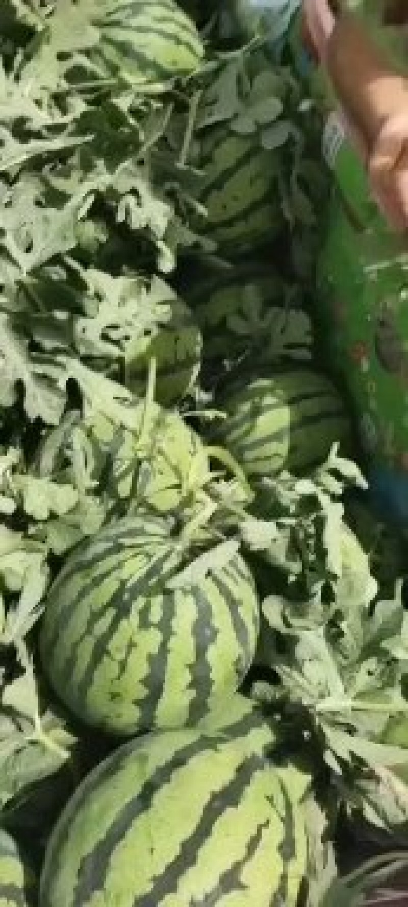 精品美都西瓜大量供应品质好价格合理