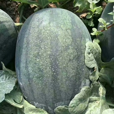 黑美人西瓜大量上市了，产地直销，一手货源，