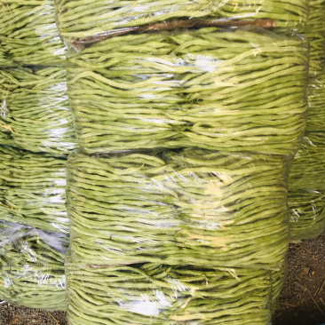 辽宁豆王，新开园的，暖棚豆角，货量大，天天有货