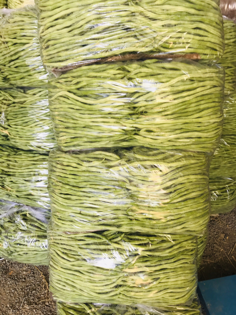 辽宁豆王，新开园的，暖棚豆角，货量大，天天有货