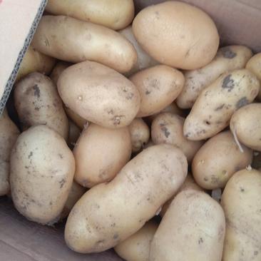 土豆60亩荷兰十五，现在都存冷库了，有需要的新老客户来电
