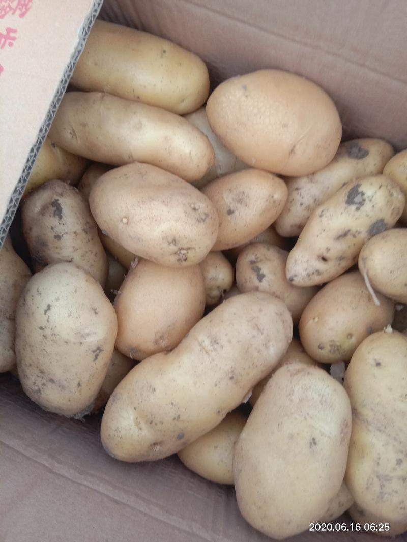 土豆60亩荷兰十五，现在都存冷库了，有需要的新老客户来电