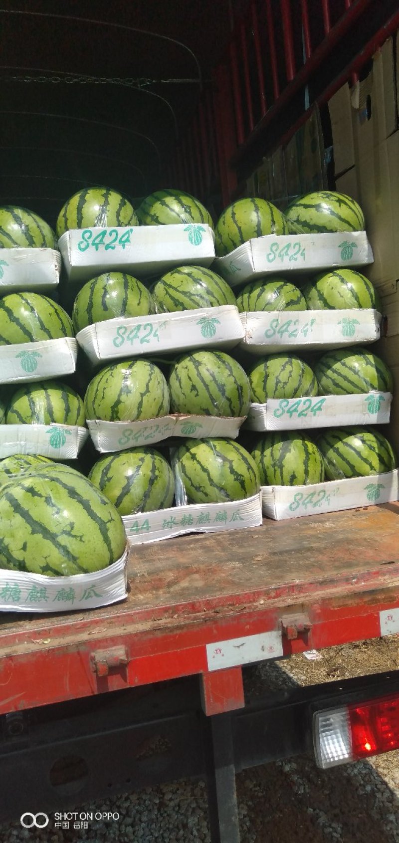 湖北松滋花皮有籽已大量上市，欢迎采购