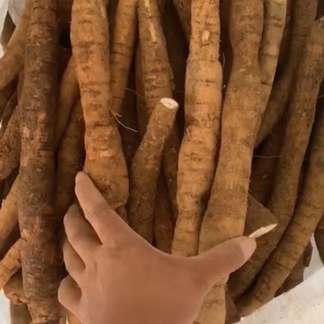 新鲜貨牛大力大牛大量供应