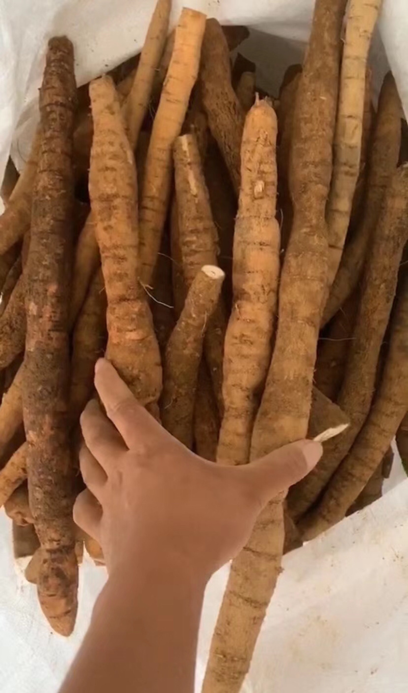 新鲜貨牛大力大牛大量供应