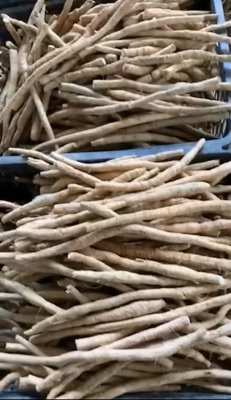 牛大力根小根中根大根产地直销长期供应