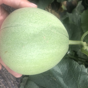 绿宝大量有货质优价廉