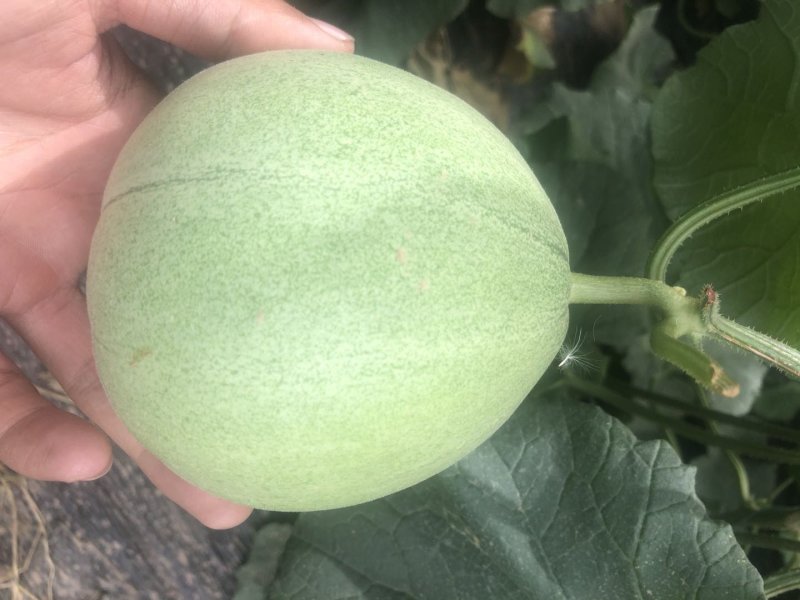 绿宝大量有货质优价廉