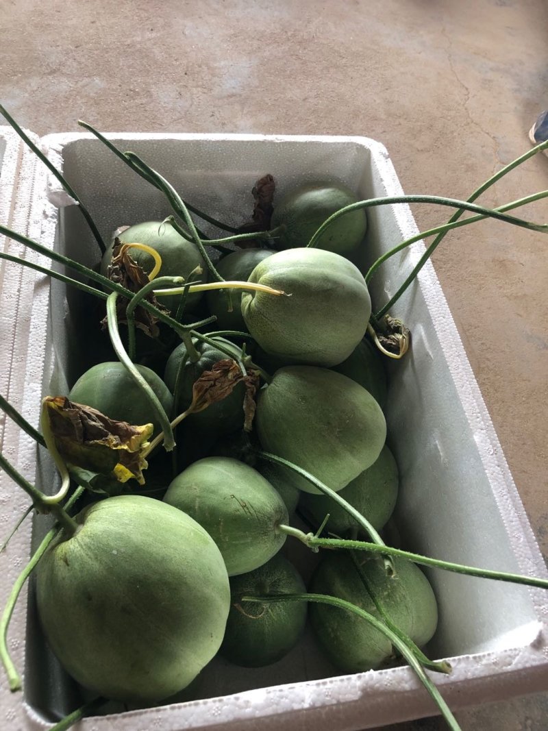 绿宝大量有货质优价廉