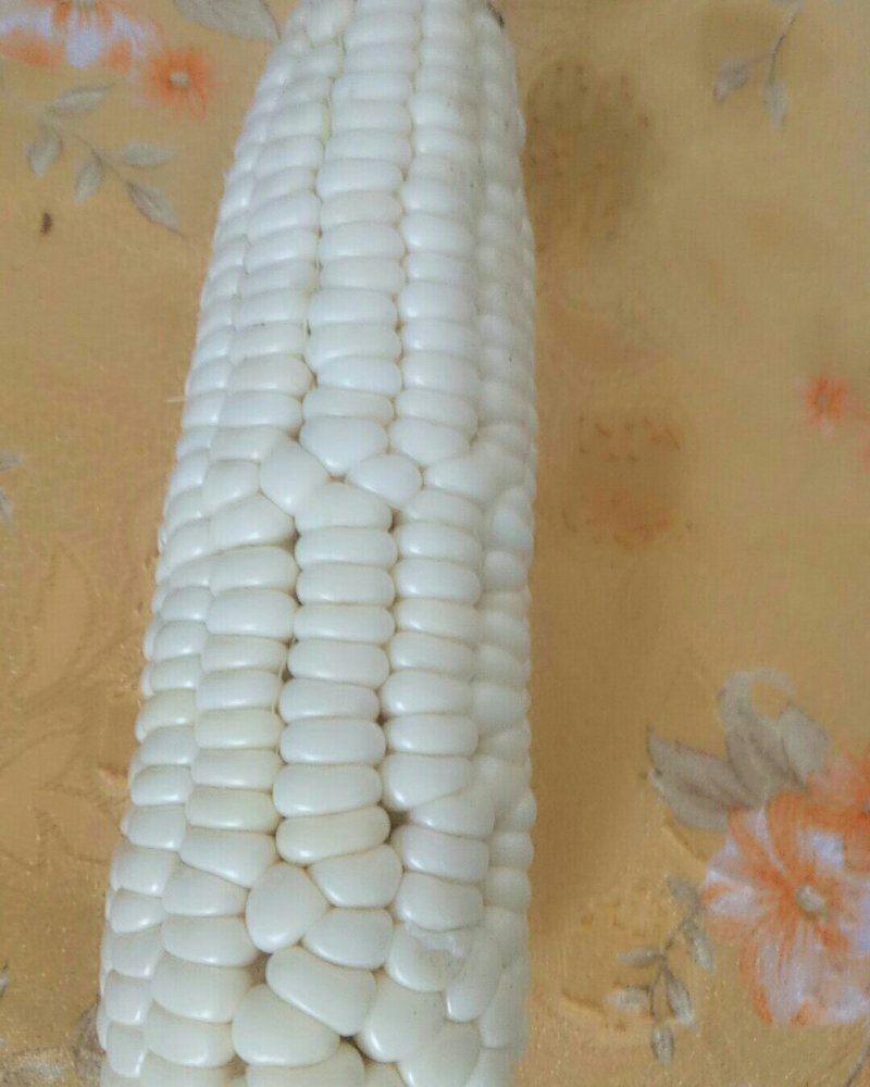 白玉米