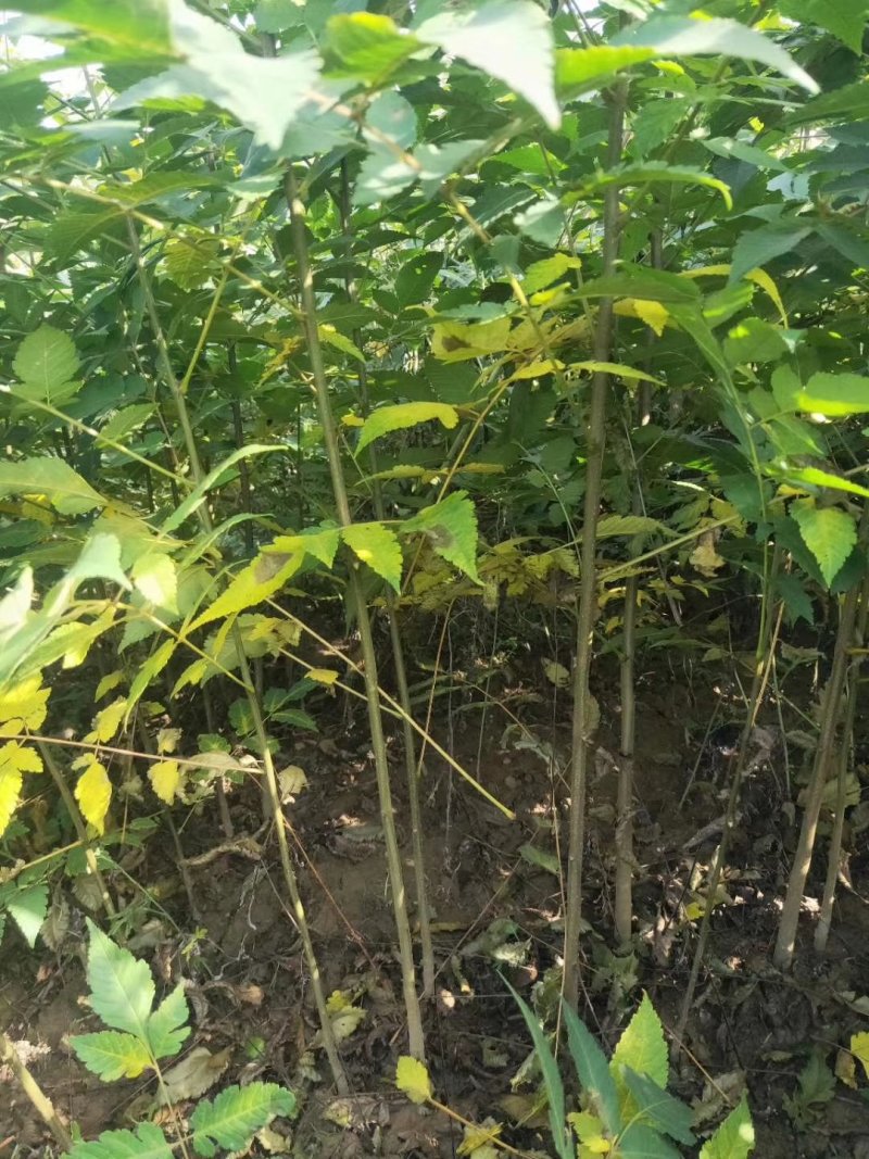 栾树苗，精品栾树苗成活率高工程绿化苗木提供技术指导