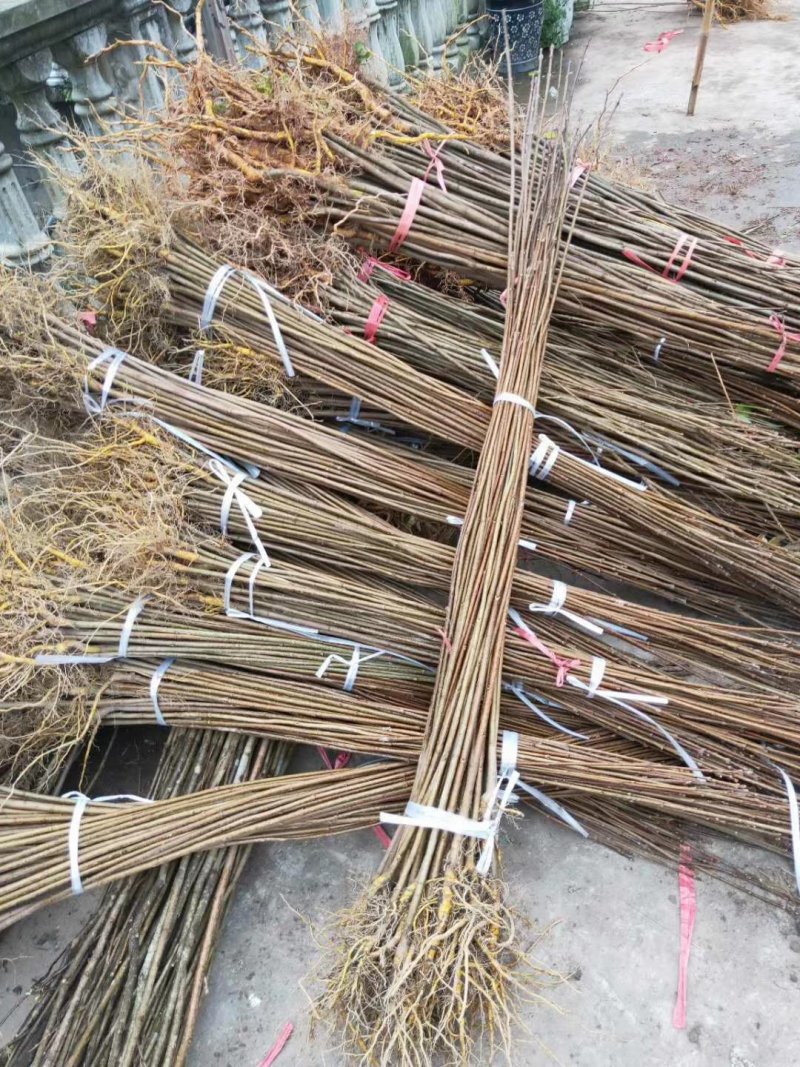 栾树苗，精品栾树苗成活率高工程绿化苗木提供技术指导