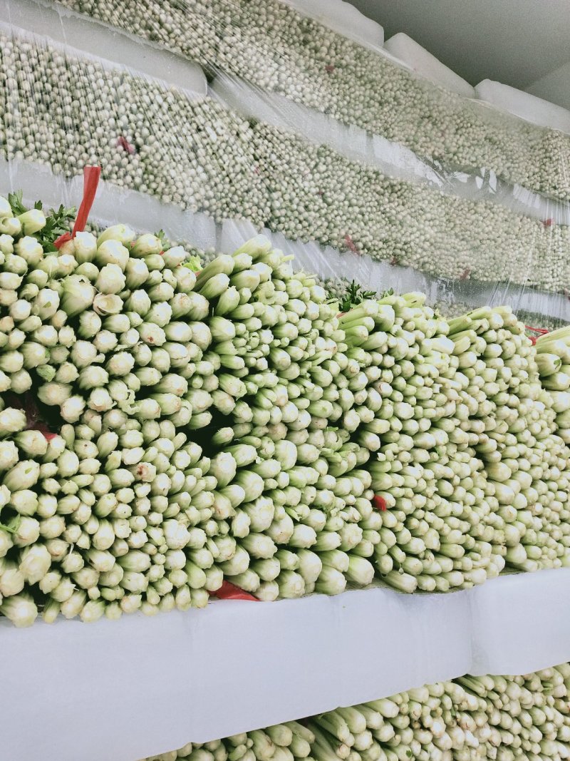 闫良芹菜，西安芹菜我是田重太！我在西安等你们的到来