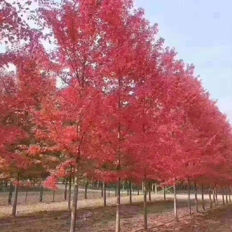 美国红枫红冠，红枫树苗，1-20公分美国红枫，红枫