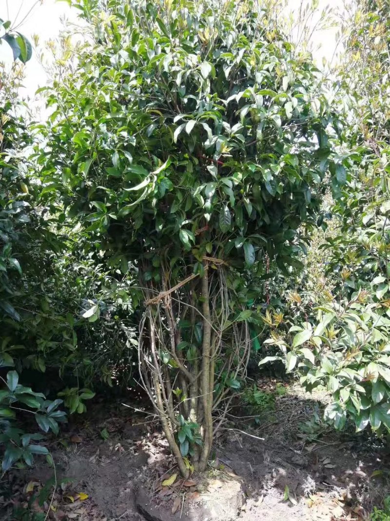 丛生地笼桂花树，各种规格的冠幅大量出售