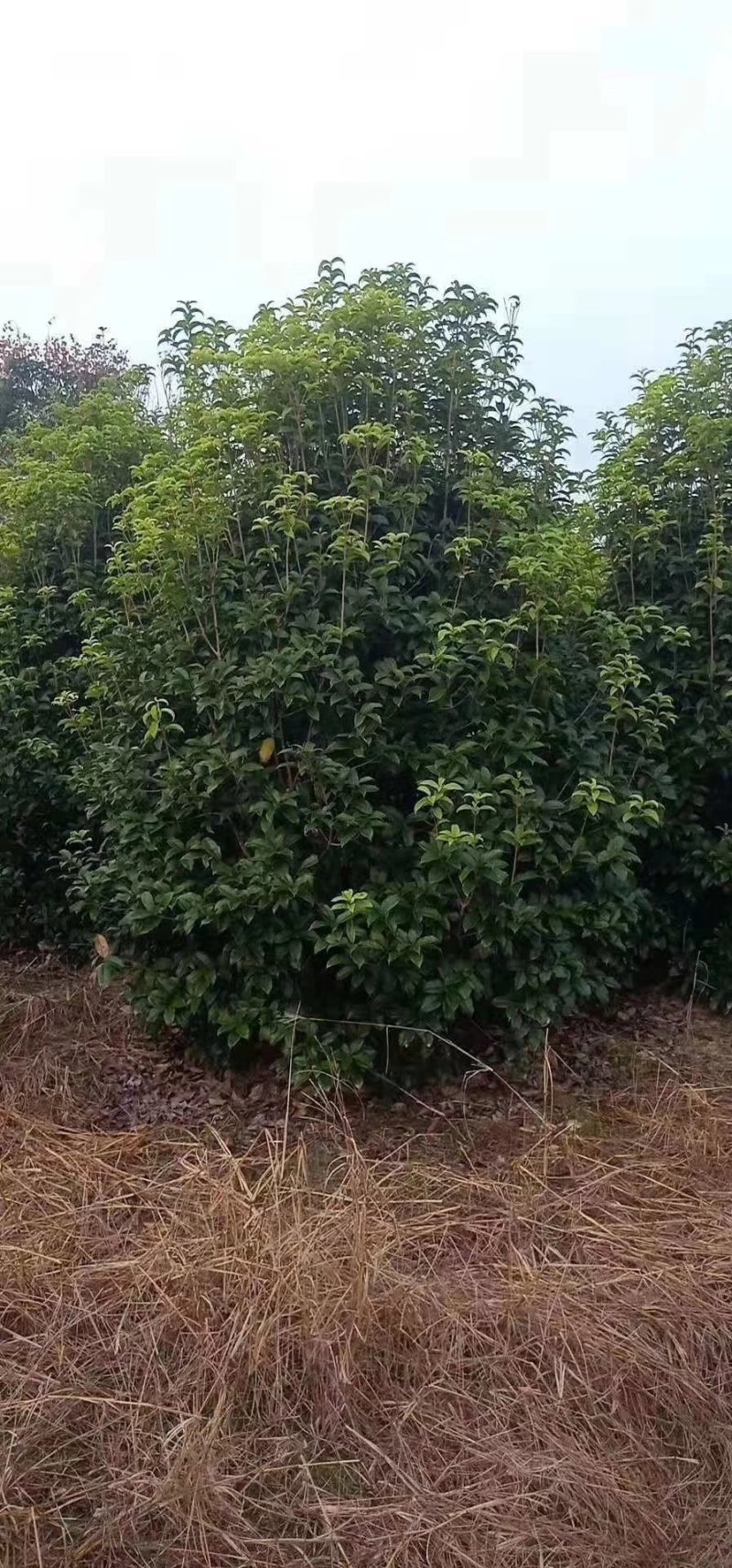 丛生地笼桂花树，各种规格的冠幅大量出售