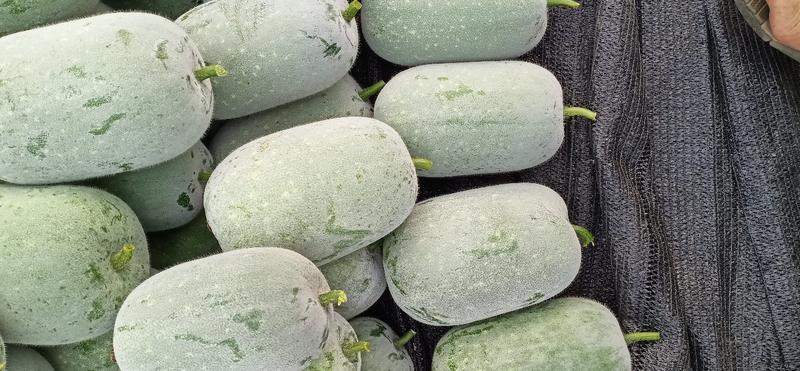 四川本地米冬瓜，口感好，产地直供，一手货源，冬瓜