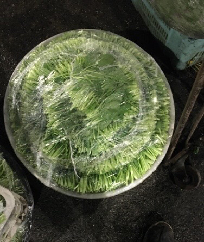 鸡毛菜