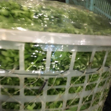 鸡毛菜
