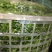 鸡毛菜