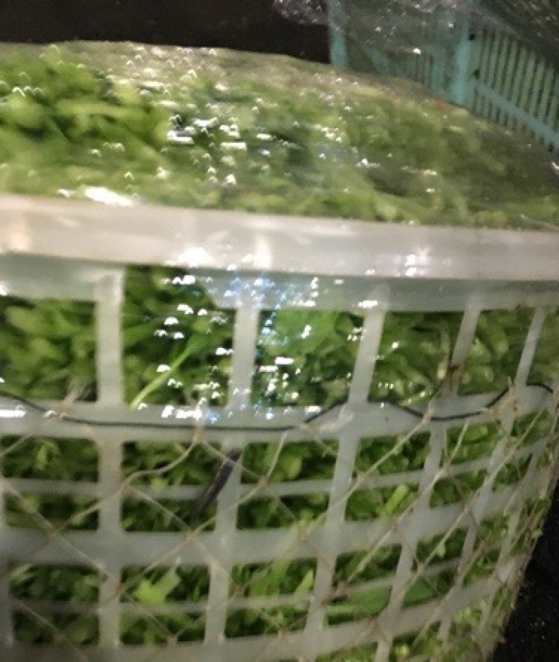 鸡毛菜