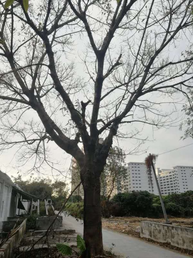 大叶榕