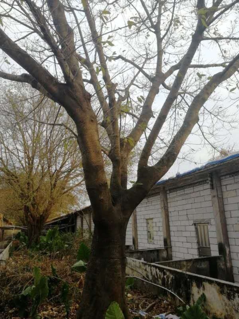 大叶榕