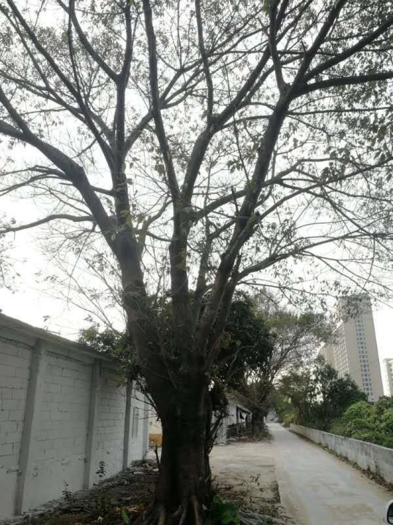 大叶榕
