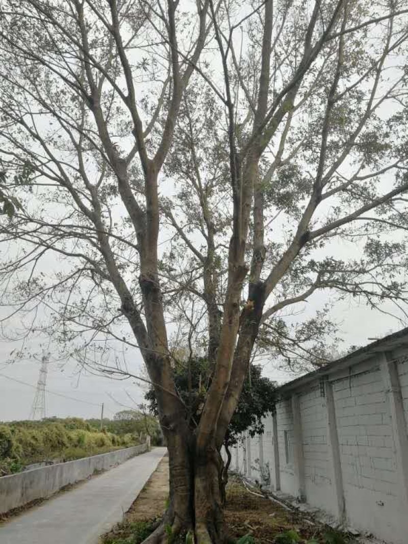 大叶榕